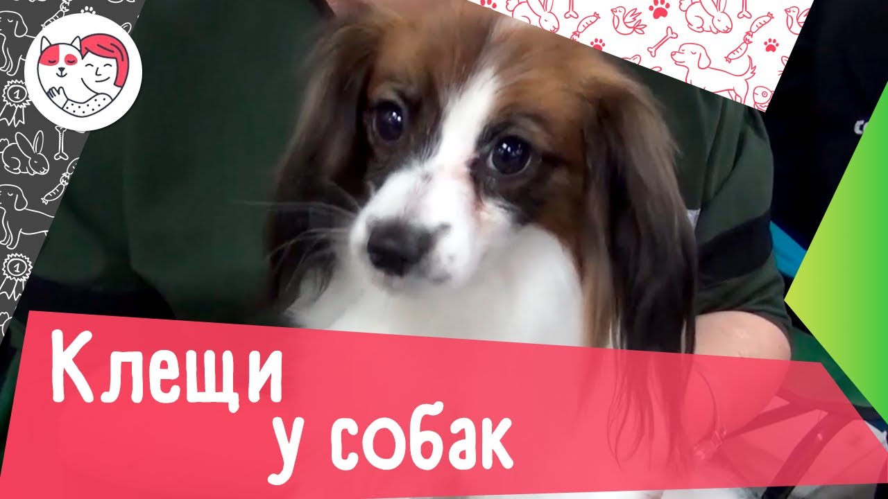 4 популярных вопроса про клещей у собак