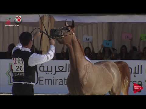 N 26 LOLOA'AT AL BUSTAN   UAE Nationals 2019