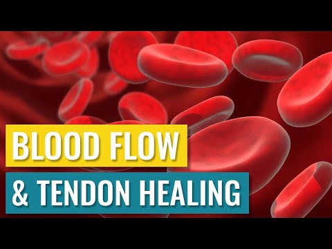 The Myth of Blood Flow and Tendon Healing