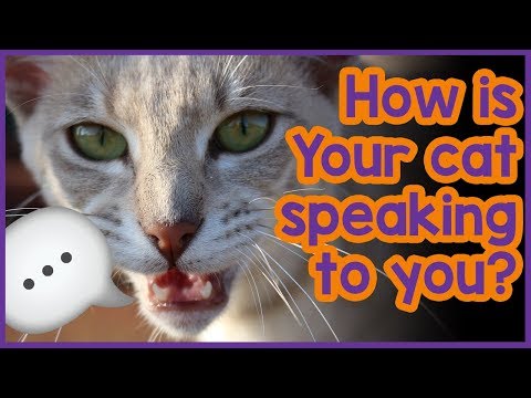 How Do Cats Communicate with Humans - Cat Chat tips!