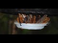 BugDorm Cone Type Pop-Up Butterfly Bait Trap