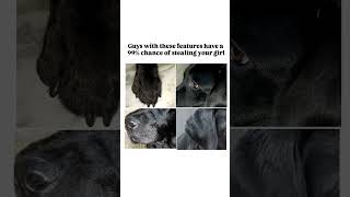 Download lagu Fell in love🫶🏻💋 #viralvideo #labrador #love #pets #youtubeshorts #youtube mp3