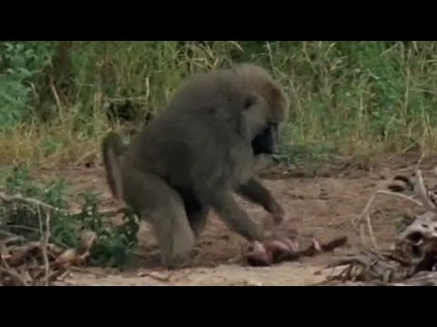 Big baboon attact baby & his father  fail  to protect  from the enemy