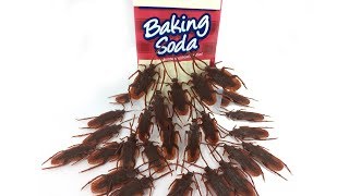How To Get Rid of Cockroaches With Baking Soda