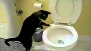 Cat Flushing A Toilet Music Video!