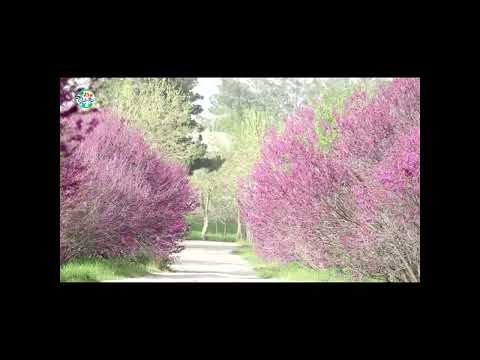 تصاویر جدید از طبیعت ولایت بادغیس با آهنگ فوق العاده زیبا از نعمت الله حسن‌زاده