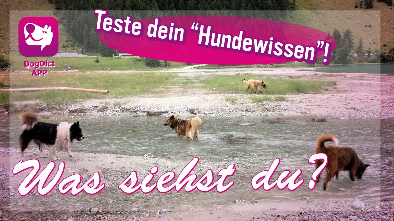 Folge 51: Teste dein Hundewissen