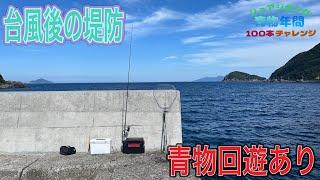 台風後の爆風堤防で釣りをしたら青物の回遊が！【ショアジギング青物年間100本チャレンジ#124】