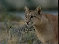 National Geographic Special Puma Lion Of The Andes 1996