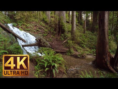 2.5 HRS Virtual Nature Walk in the Redwood National and State Parks in 4K Ultra HD - Part 1