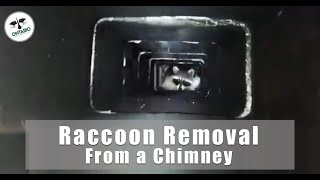 How To Remove A Raccoon From Chimney?