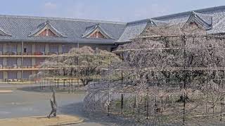 【LIVE配信】天理のシダレザクラ