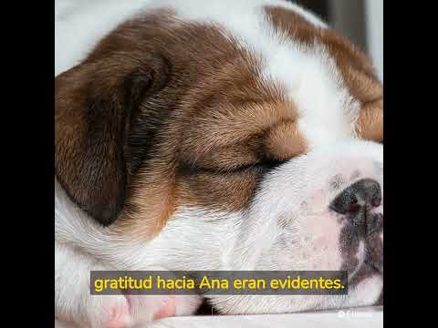 Historia de lucrecia.