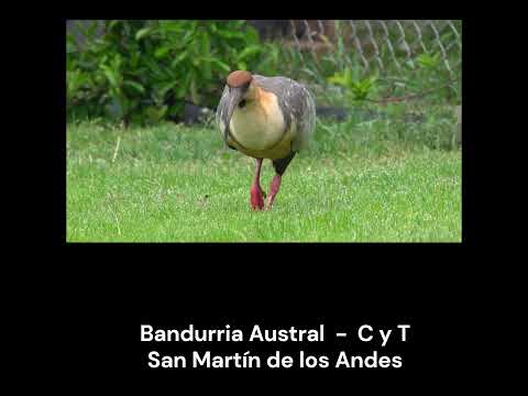 Bandurria Austral. #birds #shorts #avesdeargentina #bandurria