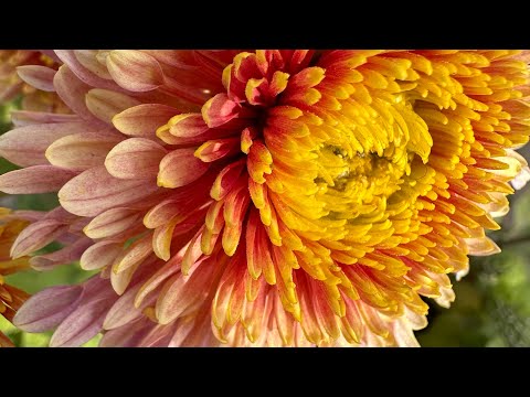 Blooming beauty #flowers #collection #nature #blooms #gardening #wintercollection #summercollection