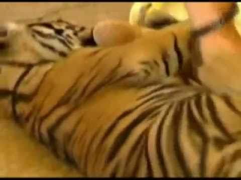 Rare Sumatran Bengal Tiger Cub at Home in Australia