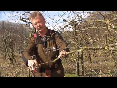 2347 Bluemen BR Gewusst wie  Obstbäume richtig schneiden   Unser Land   BR   Bayerisches Fernsehen