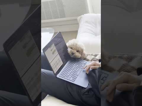 My Dog Says: Work’s Done — It’s Time for Me.#DogInterruptsWork #WorkCanWait #DogLove #wholesome