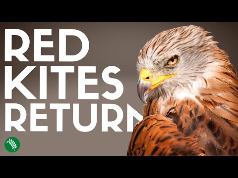 How UK Red Kites Returned from The Brink