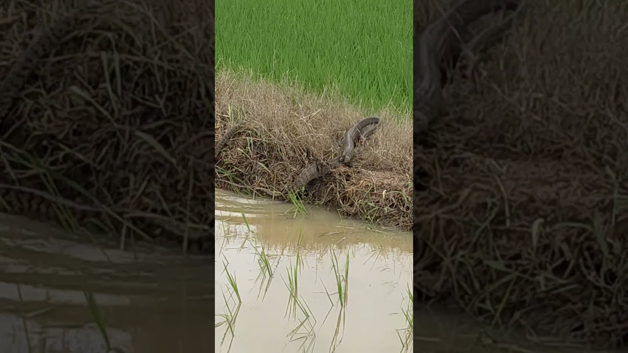 రైతుకు సాయం చేసిన జెర్రిగొడ్డు పాము!