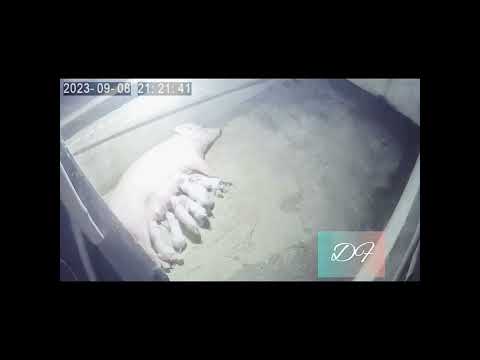 Guwahati.100 percent pure yorkshire piglets for sale.