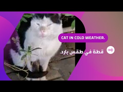 A cat in cold weather.