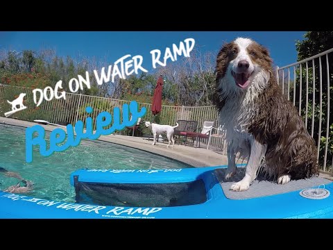Dog on Water Ramp Review