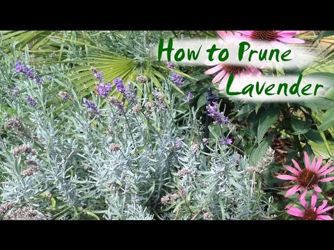download lagu mp3 mp4 How To Prune Lavender In The Fall, download lagu How To Prune Lavender In The Fall gratis, unduh video klip How To Prune Lavender In The Fall