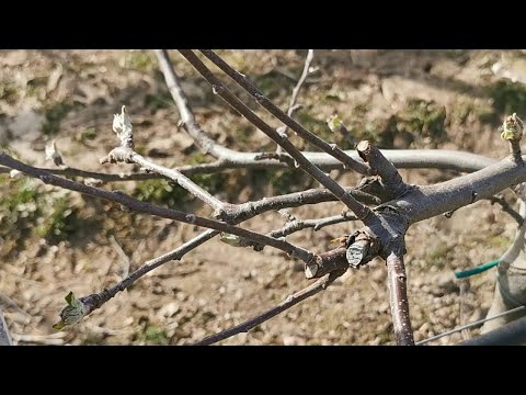 Cięcie jabłoni na „klik” czy wbrew regułom?