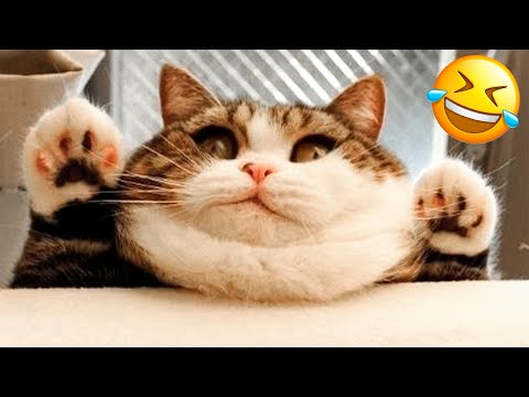 Funniest Animal Videos 2022 😅👌 - Best Funny Dogs And Cats Videos 😍#10