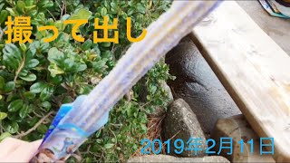 【撮って出し】(2019.2.11 TDL) スペシャルチュロス コットンキャンディー風味