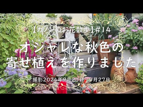 テラスやバルコニー用の鉢植えの観賞用草 トピックス