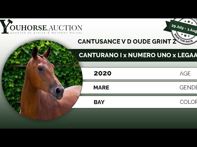 Cantusance under the saddle