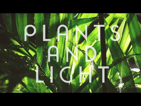 Plants and Light