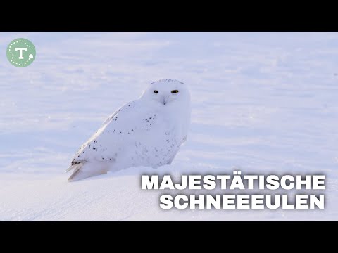 Wilde Arktis: Die faszinierende Welt der Schneeulen