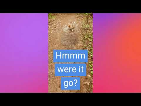 Porter the basset hound