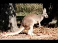Animal Alphabet Song Mp4