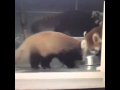 Red pandas are easily scared   VINE