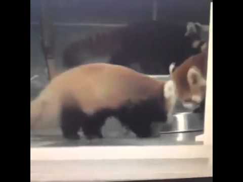 Red pandas are easily scared   VINE