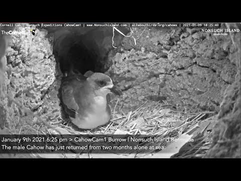 2021 Cahow Cam1 Egg Laying REPLAY