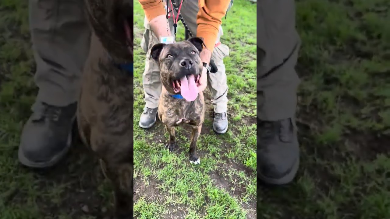 Enlarge Estelle, a Adoptable mixed breed in Palm Springs, CA video 6/6