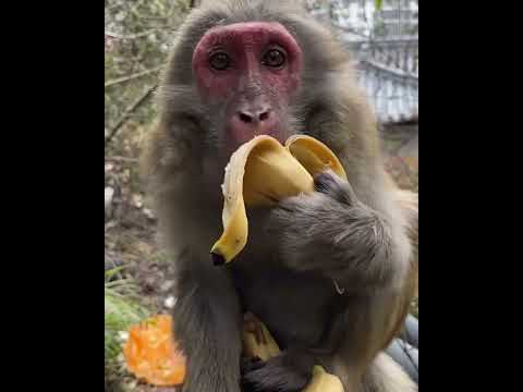 #ASMRMongkey #CuteDanjoomonkey  #Monkeyeating #FunnyMonkey #DanceMonkey / #monkey  Ept261  #shorts