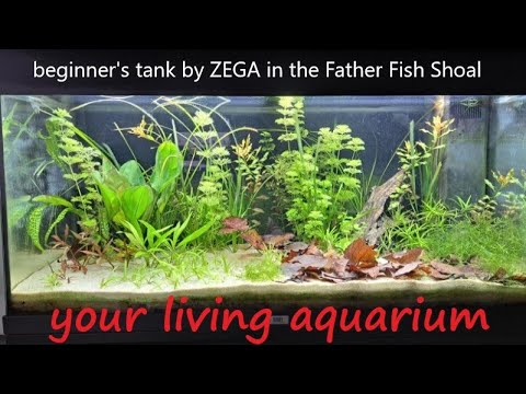 How to Start A Dirt Substrate Planted Aquarium
