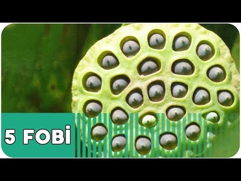 En Garip 10 Fobi Vakası - Bu Fobiler Gerçek...