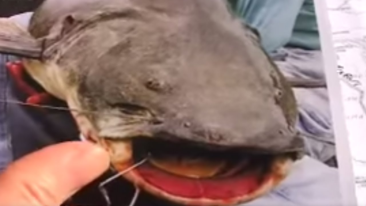 Jao Catfish Living in Rivers in the Amazon | Amazon Abyss | BBC Studios