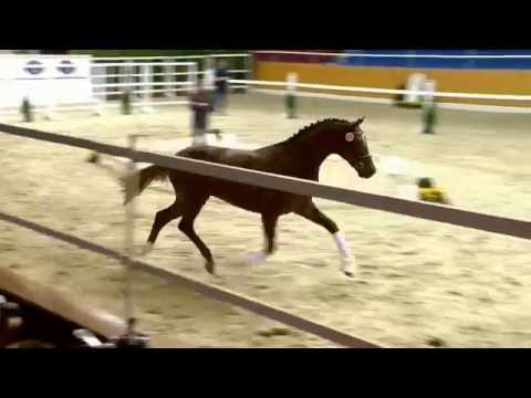 H v Don Juan de Hus x Donnerhall x Pik Bube