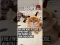 The World Of Three Cats Is Too Crowded After All