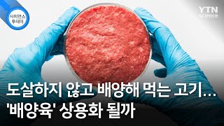 도살하지 않고 배양해 먹는 고기...'배양육' 상용화 될까 / YTN 사이언스