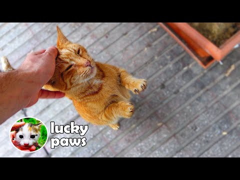 Pregnant Stray Cat Looks Forward to Giving Birth - Pregnant Cat | Lucky Paws