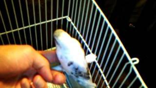 IN MEMORY OF MY LITTLE TINA